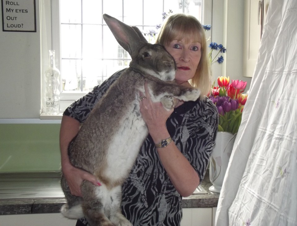 Continental Giant rabbit Jed weighs 10kg and is larger than a Cocker Spaniel