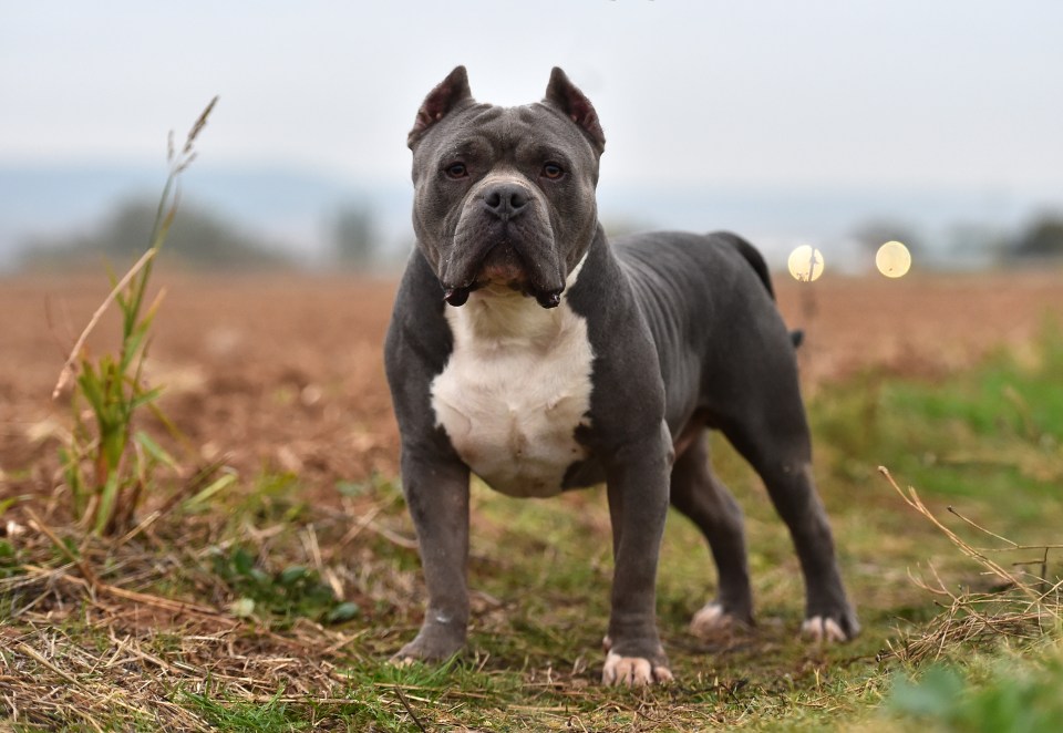 American Bully XLs are at the centre of an attack epidemic that has killed ten Brits in the last 12 months