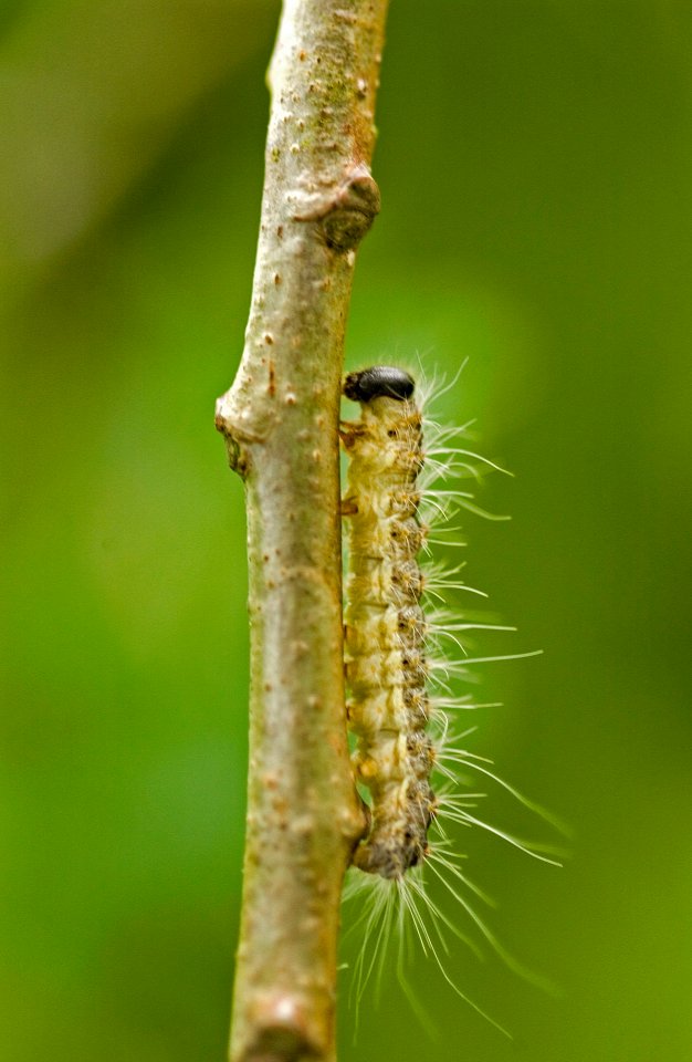 A plague of oak processionary moth hairs is marching across Britain, stinging as it goes, say experts