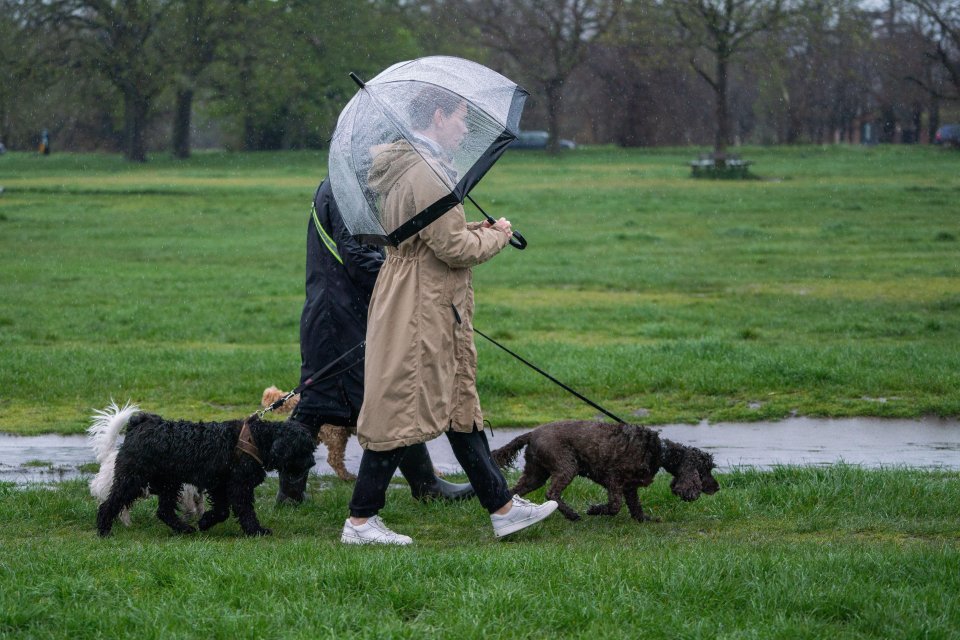 Dog walkers on Wimbledon Common today tried to keep themselves dry as they went out for a stroll