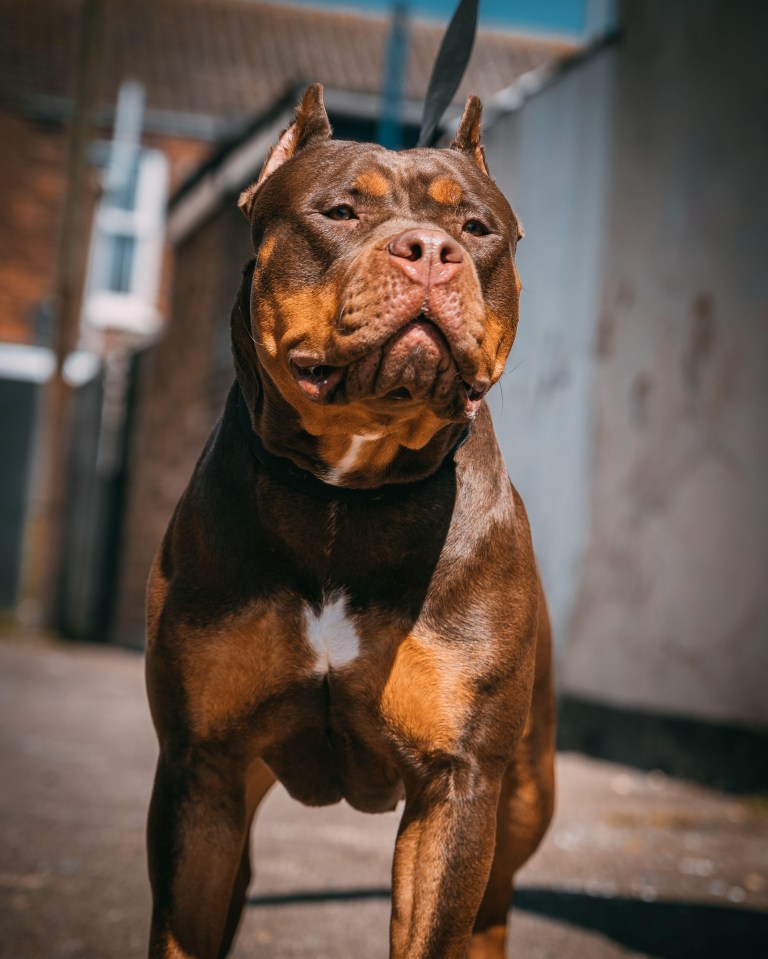 An expert has revealed how an American XL Bully can become a killer