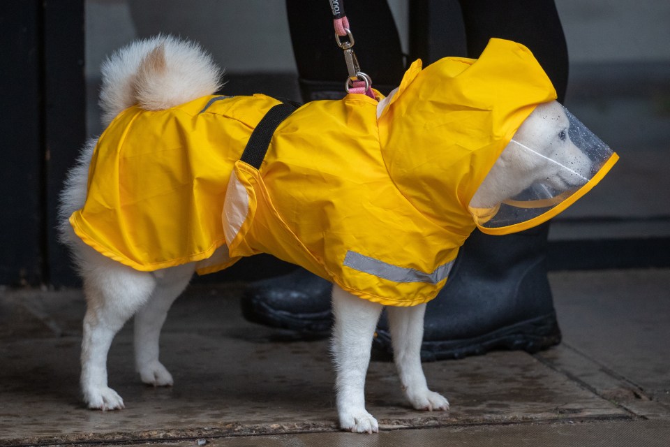 Even this adorable dog was decked out in wet weather gear in Cambridge yesterday