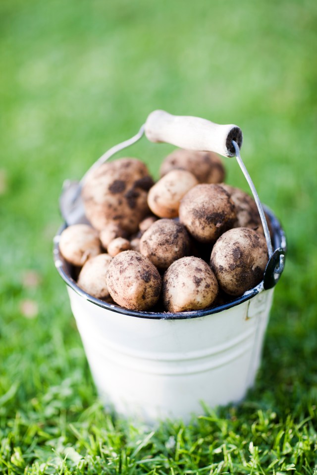 Try planting a potato instead of chucking it away if it's starting to sprout