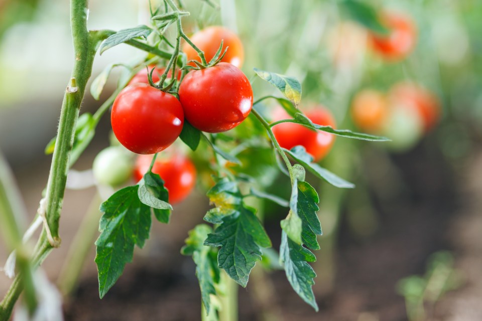 Now is the last chance to get some tomatoes growing