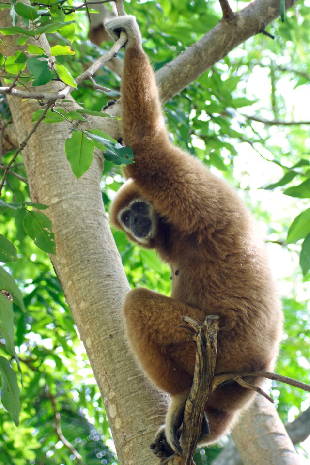 Gibbon sitting on a branch of a tree near a road in Phuket.