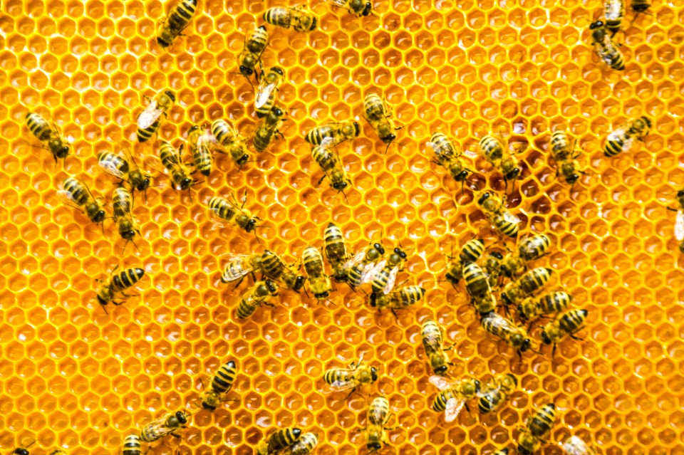 Have a teaspoonful of honey to tackle hayfever