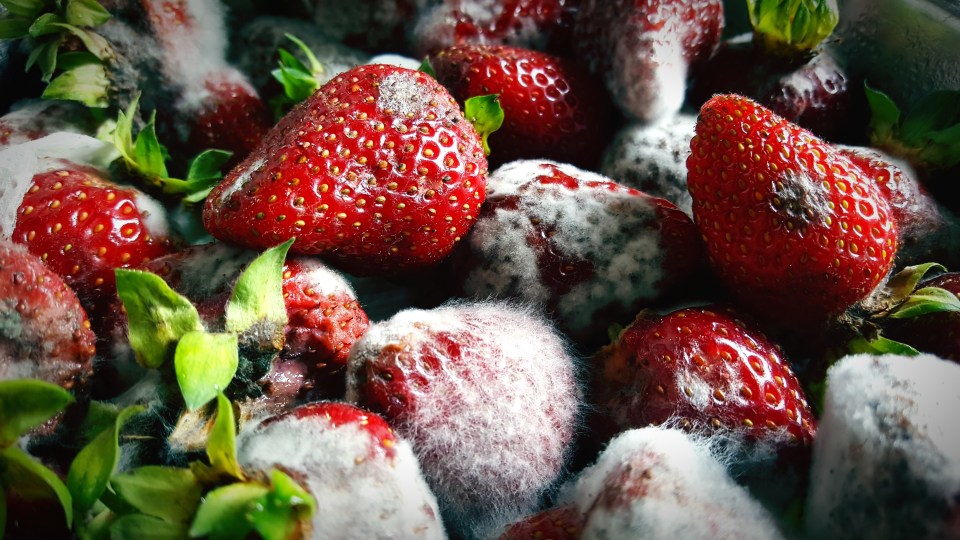 Firm fruit and veg with little spots of fuzzy mould can usually be salvaged