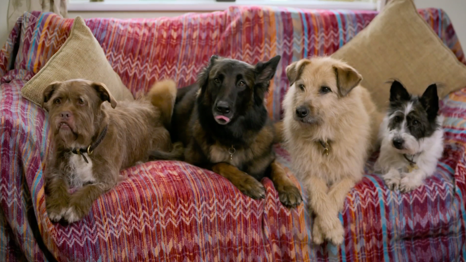 The pooches sat watching clips of Paul on the telly