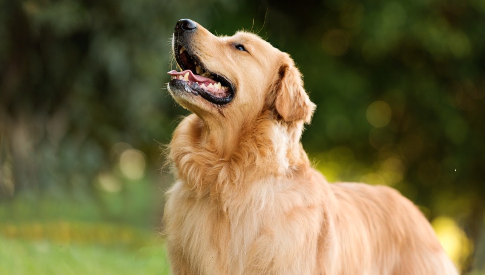 Labrador Retrievers see their weight rise by some 700 per cent