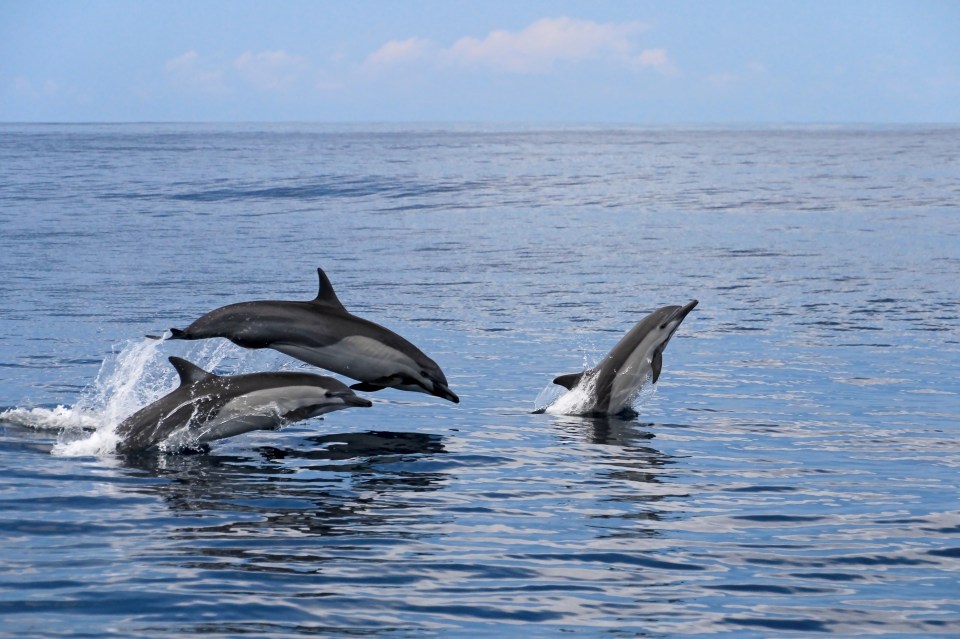 Dolphins, seals and porpoises are sometimes seen in the waters off the beach