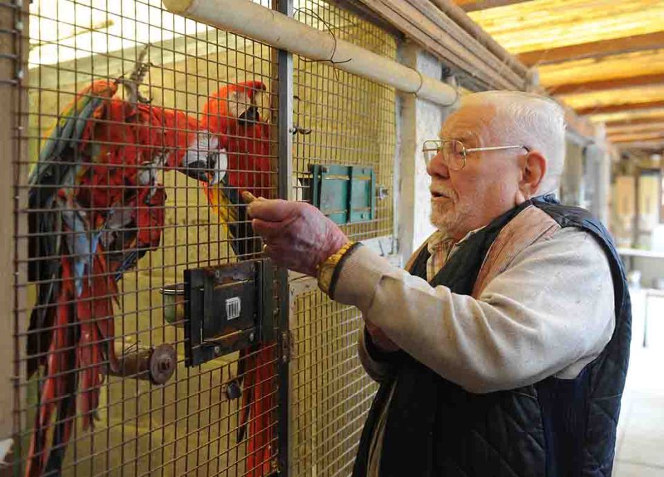 The retired chef has 16 parrots including African greys and gold macaws