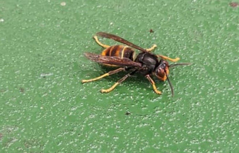 Killer Asian hornets have been spotted in the UK for the third time this year