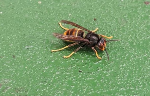 FLYING IN Warning over killer Asian hornets as venomous insect seen on ferry to Poole in third sighting this year, , //www.facebook.com/EastDorsetBeekeepersAssociation/