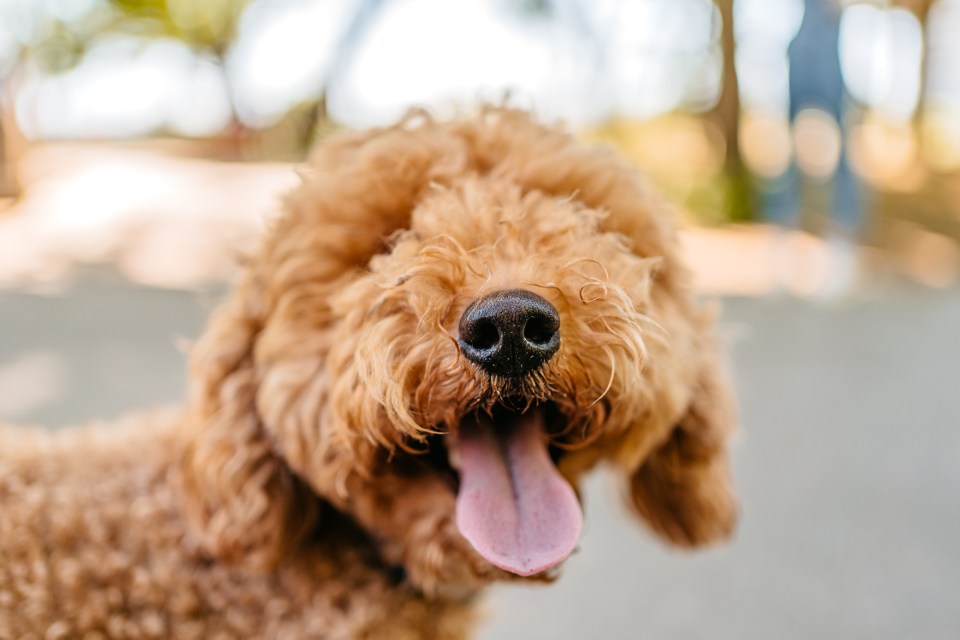 Labradoodles can see their weight rise by 900 per cent, according to research