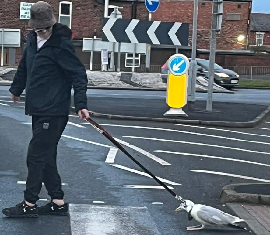 This is the shocking moment a man was seen walking a seagull on a dog lead