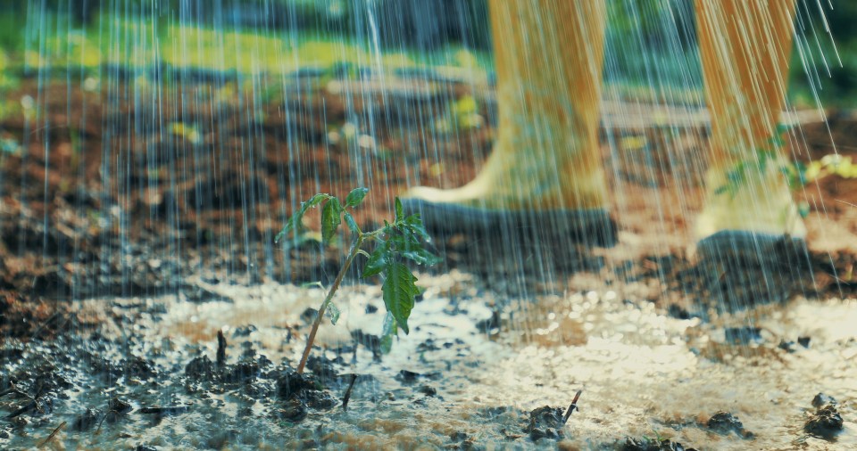 Spring showers can destroy your garden before you even get chance to enjoy it