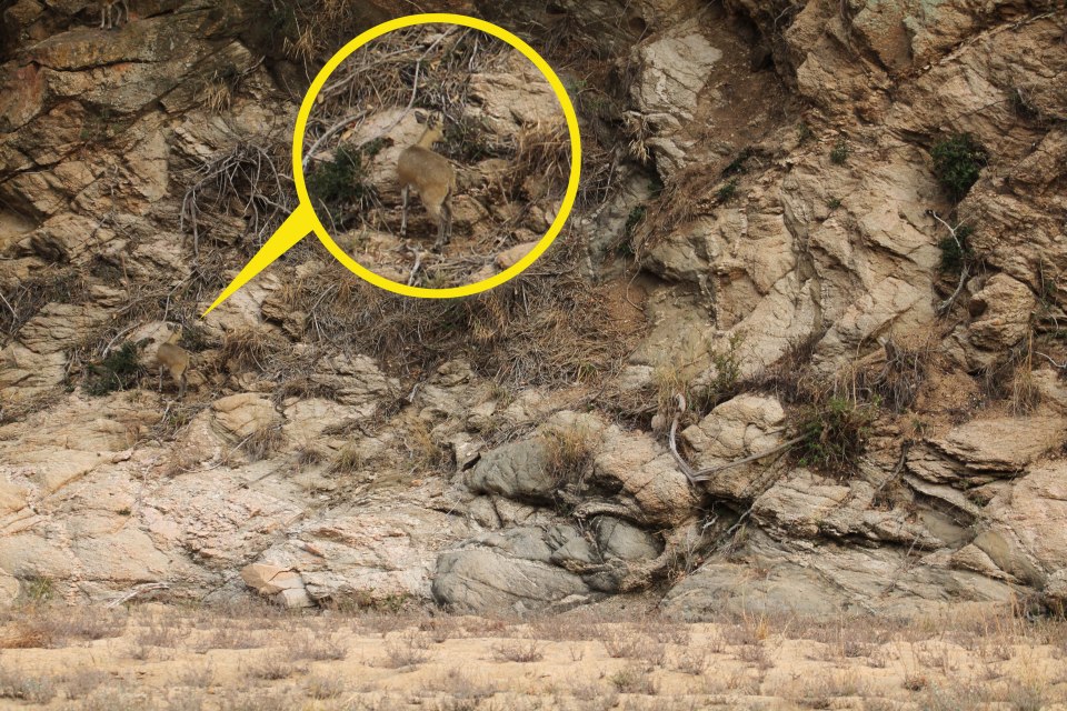 Here's where the animal was hiding in the second image