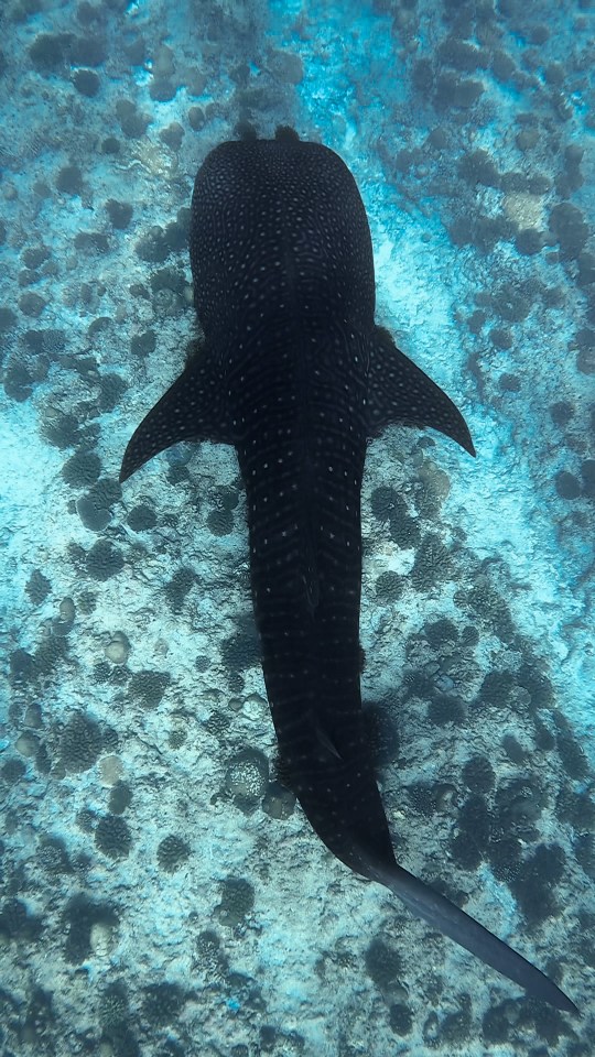 The pals had been swimming with sharks peacefully before the incident