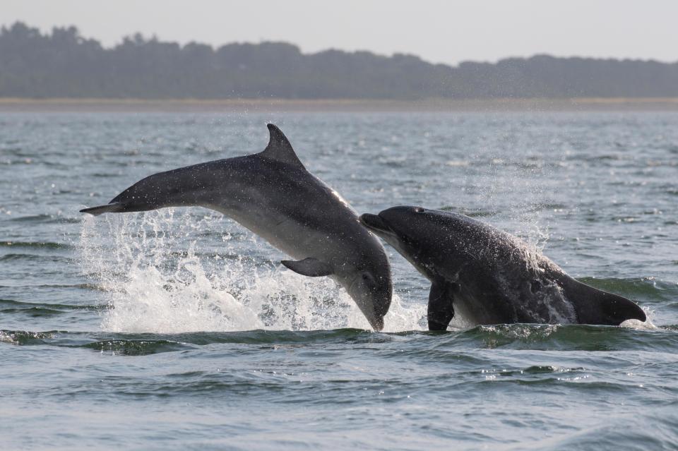 Dolphins can sometimes be seen swimming off the bay