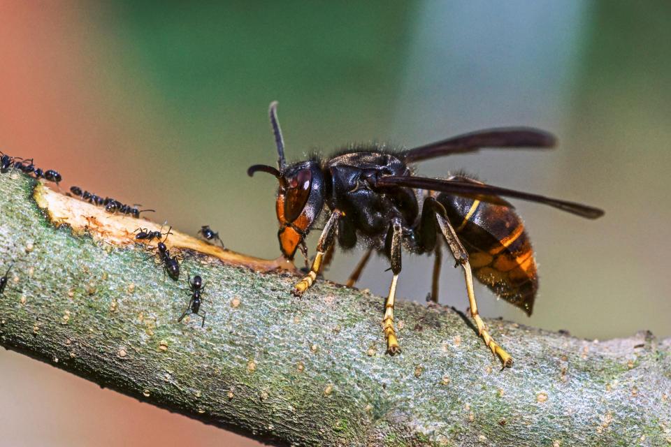 An Asian hornet has been spotted in Kent for the first time in four years