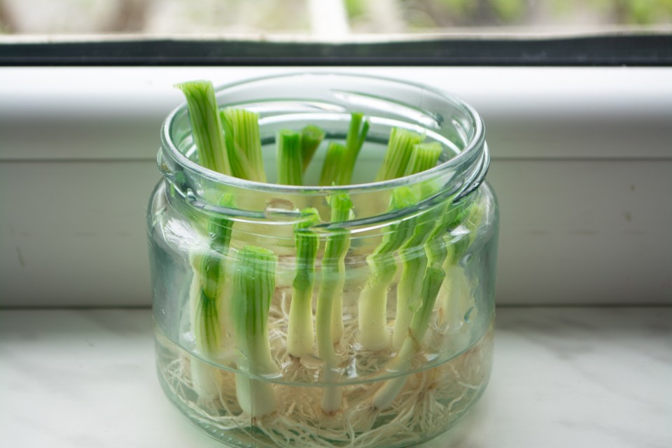 Onions can regrow themselves from the root end within weeks