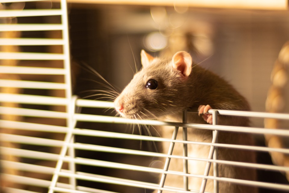 This week Sean helps a reader house-train his pet rat