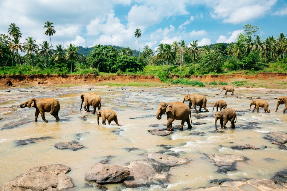 Sri Lanka is packed with soft sandy beaches and majestic wild species