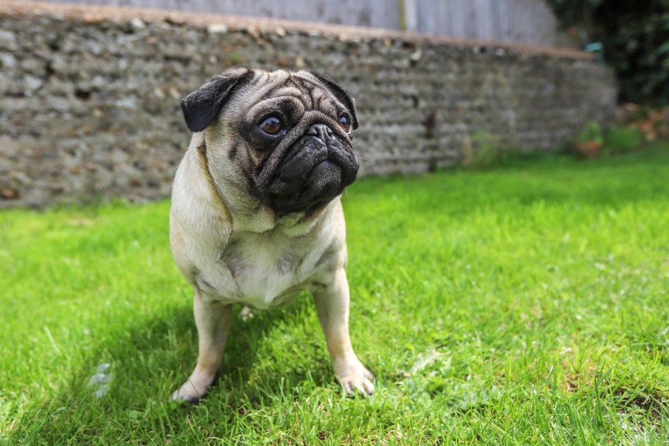 A Pug's height was found to only rise by 25 per cent from being a puppy to an adult