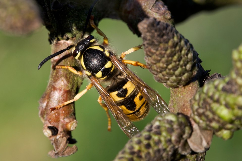 Queen wasps (pictured) have surged in numbers in Britain after surviving the milder winter, experts warn