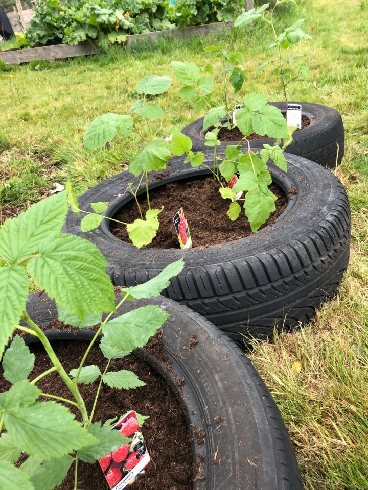 You could make amazing raised planters for fruit such as raspberries and strawberries from old tyres