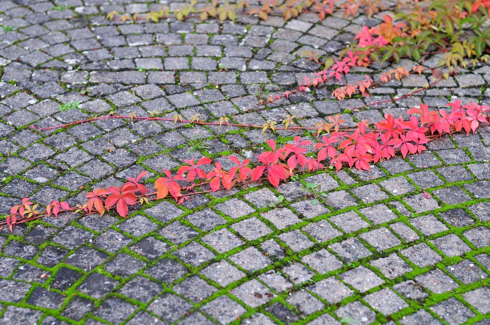 The paving expert revealed three ways to banish moss