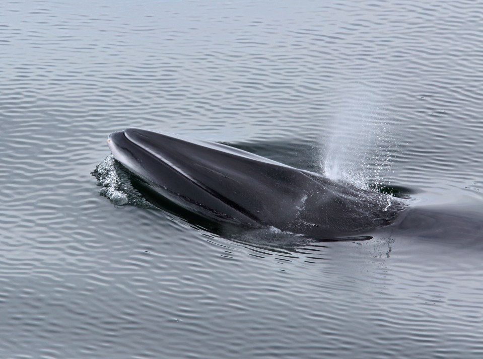 Minke whales have been spotted swimming in the nearby waters as well