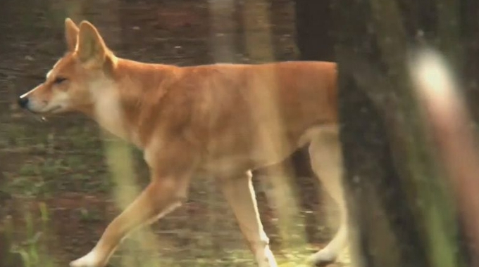 The two-year-old suffered serious injuries after the dingo pounced on Friday night