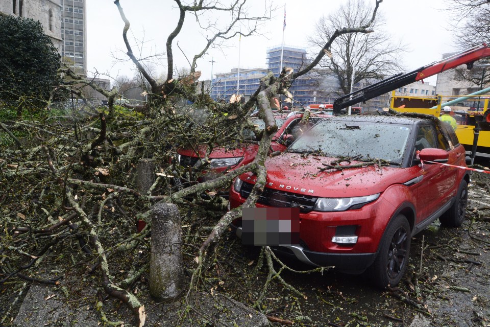 More trees come down in Plymouth as storm Noa causes chaos