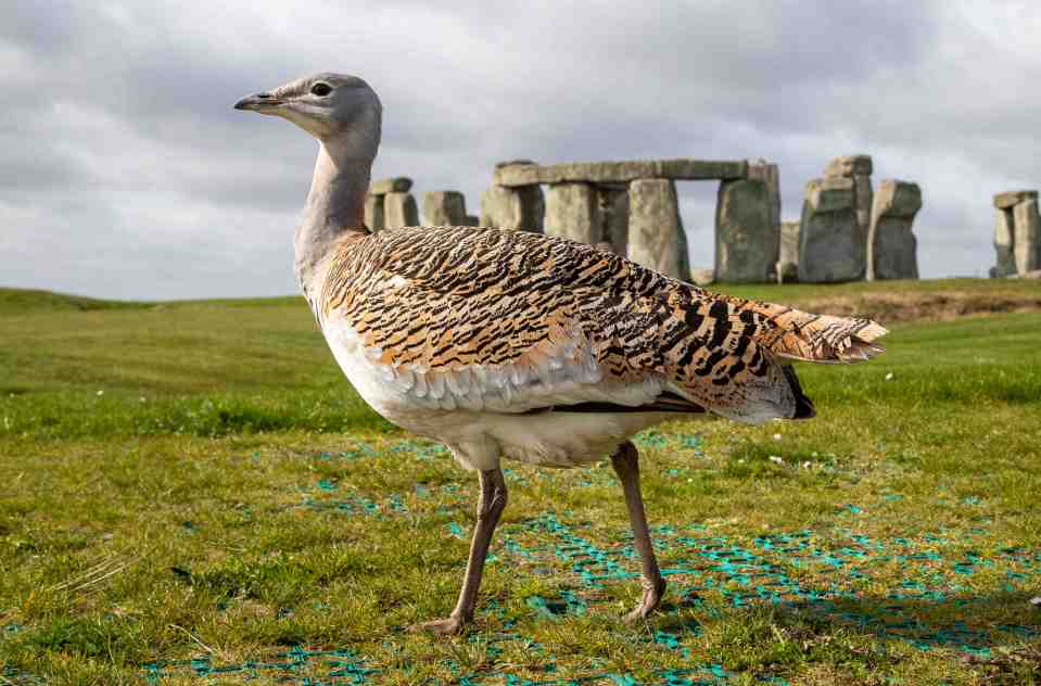 Gertrude the great bustard is keen to mate with a human