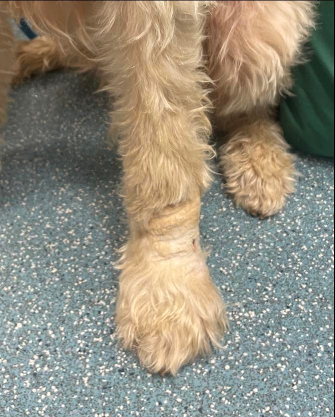 The swollen leg of snakebite victim Florence was shared online by vets treating her