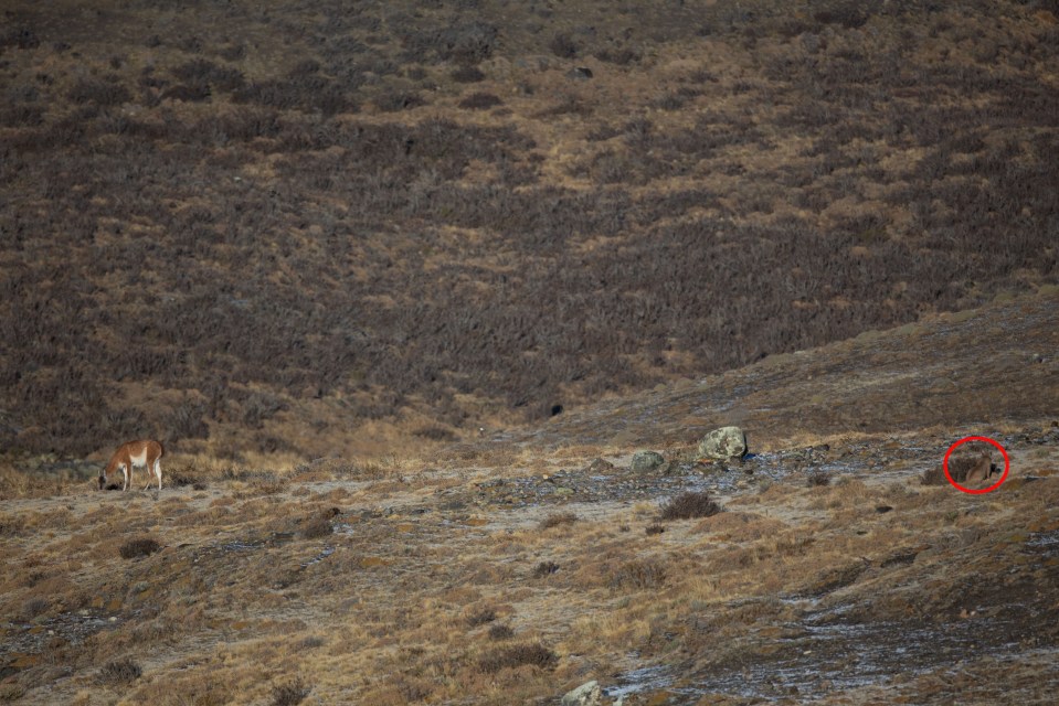 The cunning animal was lurking behind a bush while eyeing up his lunch