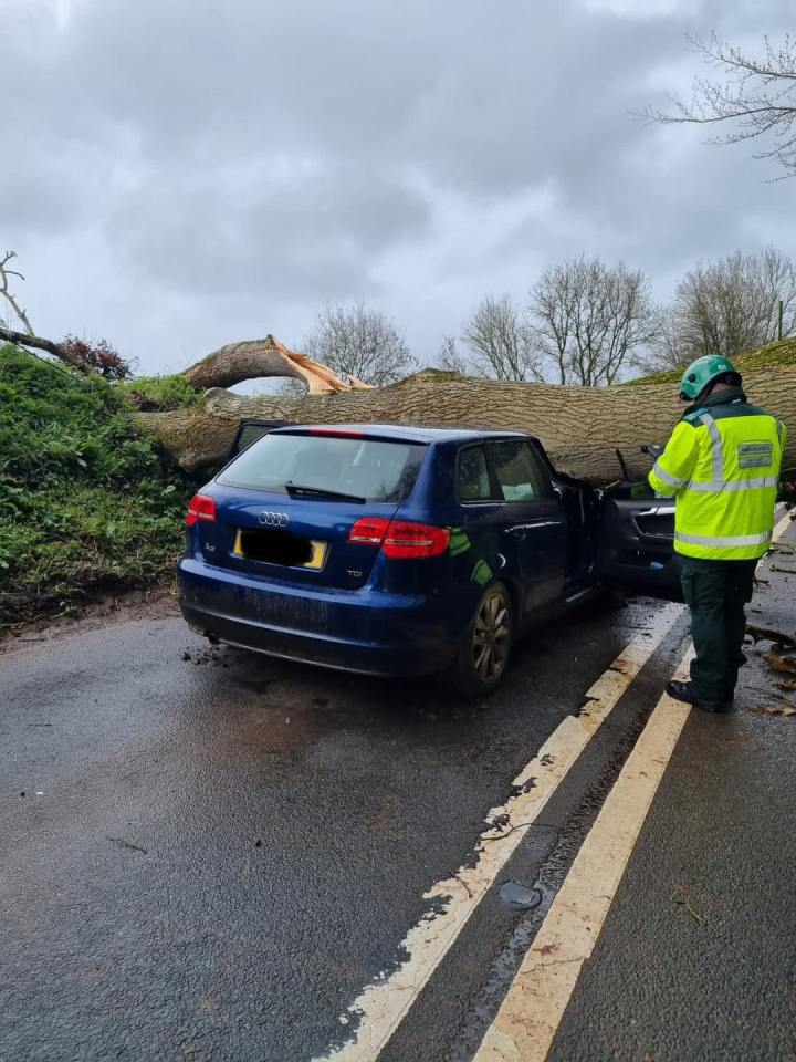 A car was crushed by a tree in Devon