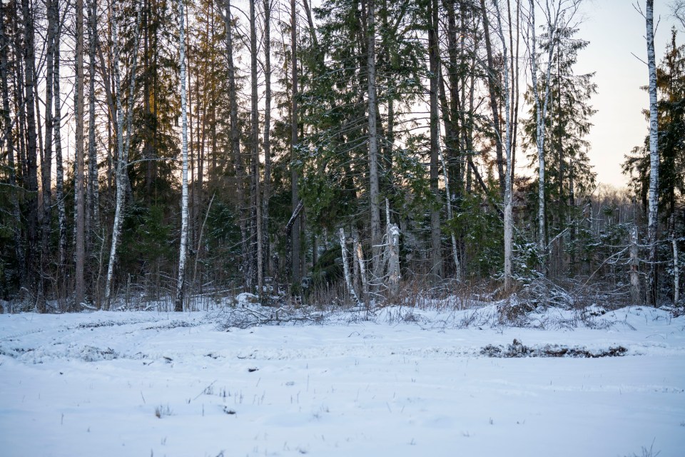 The AS-90 howitzer is expertly camouflaged against its surroundings