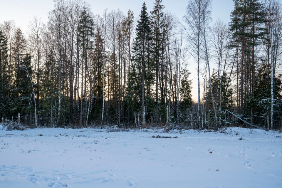 Can you spot the British artillery system hidden in the forest?