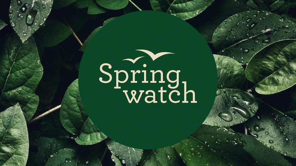 Springwatch returns to the BBC later this month