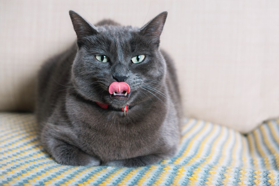 People are just realising where the phrase ‘cat got your tongue’ comes from