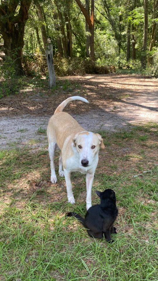 One of her boys also hung out with a dog