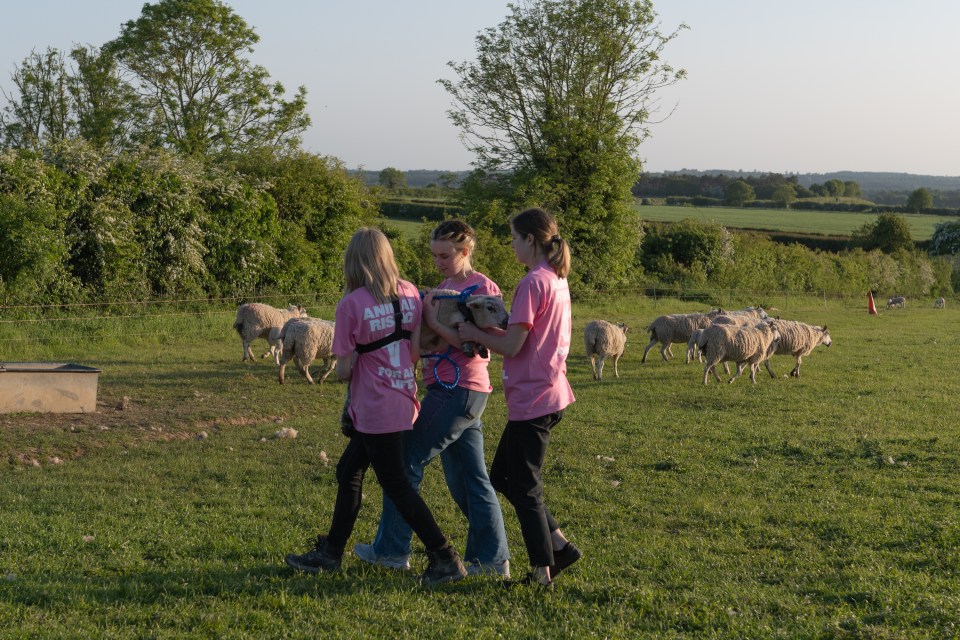 Animal Rising activists stole three sheep from the royal farm at Sandringham