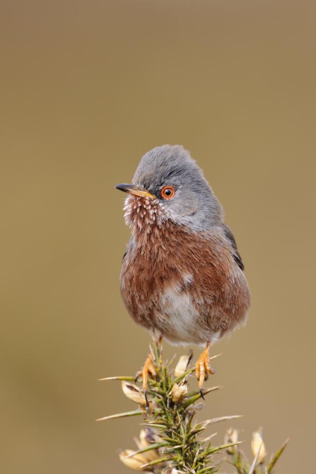 Taking to social media, fans compared the 62-year-old's hair to that of a Dartford Warbler