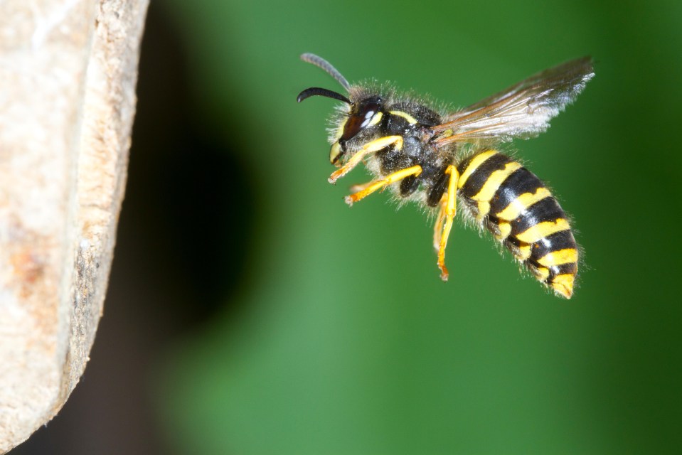 When wasps are killed they emit a panic signal which attracts other wasps