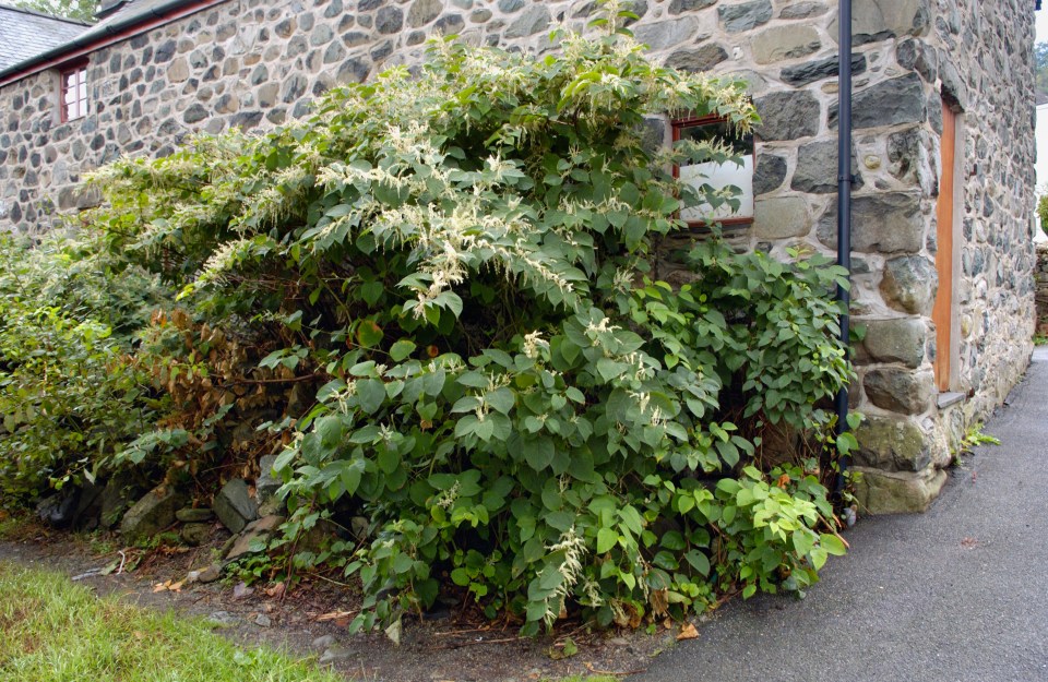 Japanese Knotweed can cause damage to property