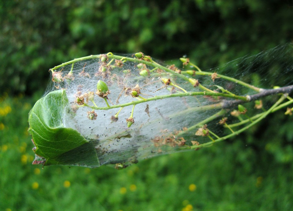 The caterpillars are poisonous and known to throw darts