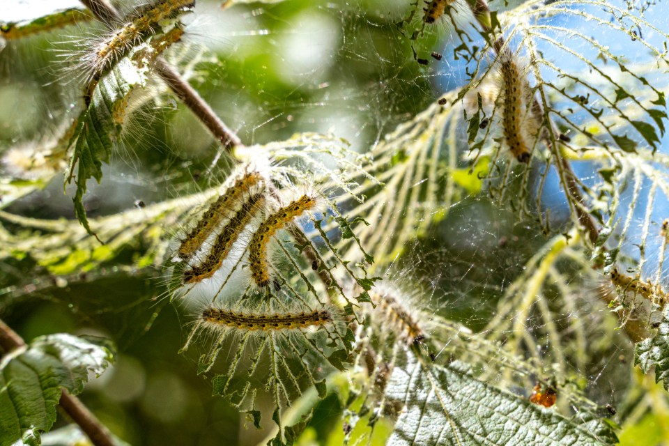 An urgent warning has been issued over the oak processionary moth hair caterpillars