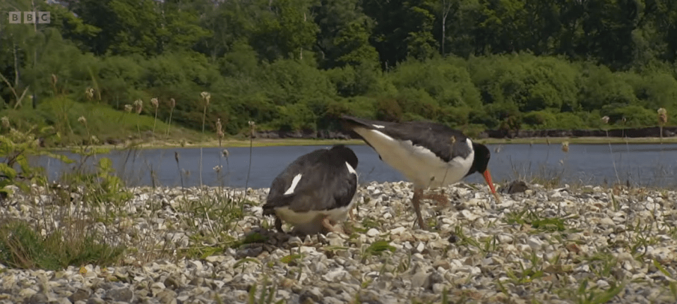 Chris was discussing an Oyster Catcher nest